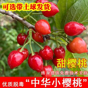 中华小樱桃树苗老品种土樱桃山樱桃苗南方北方庭院种植盆地载树苗
