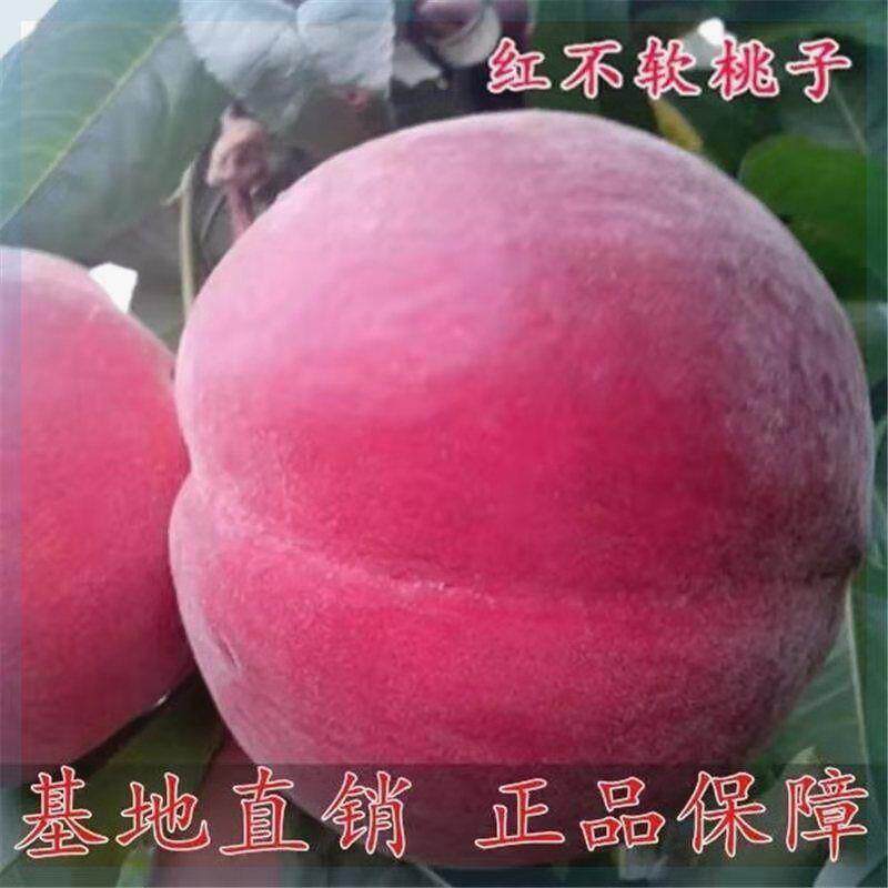 嫁接桃树苗红不软桃树苗特大红不软桃苗南方北方栽植红凤凰桃树苗