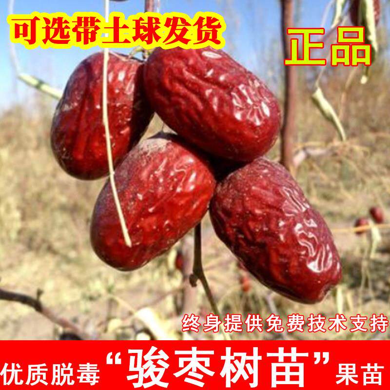 嫁接骏枣树活苗耐寒冬枣大红枣和田玉枣树苗北方南方庭院当年结果