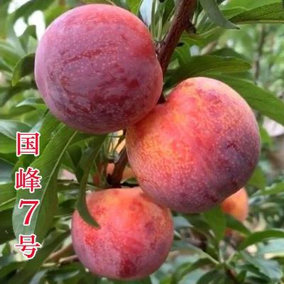 正宗国峰七号树苗晚熟品种嫁接李子苗南方北方种植国丰7号辽宁