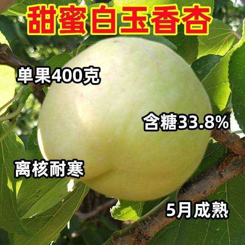 杏树苗嫁接特大早熟白杏甜杏子离核盆栽地栽当年结果南方北方种植