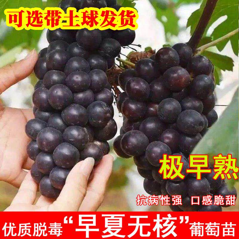 嫁接早夏无核葡萄树苖早熟夏黑葡萄苗北方南方种植当年结果果树苗