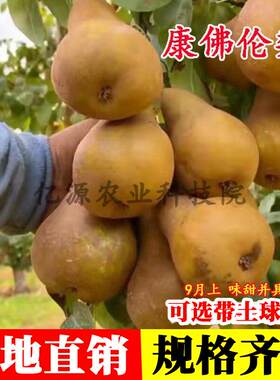 梨树苗嫁接康佛伦斯果苗