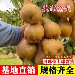 梨树苗嫁接康佛伦斯梨树果苗特大西洋梨南方北方庭院盆栽地栽种植