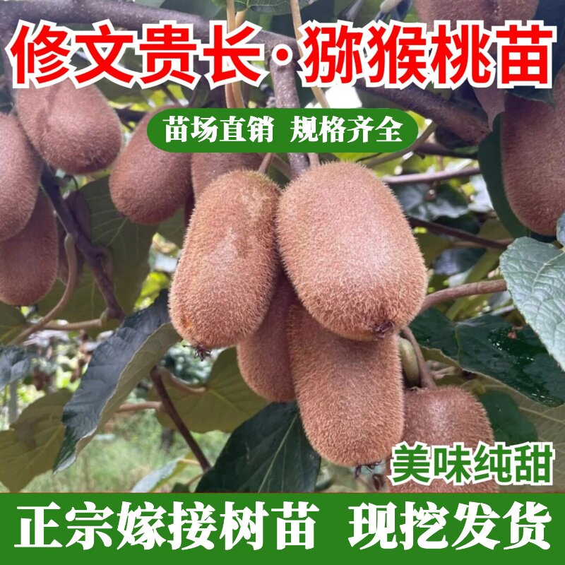 贵州修文贵长猕猴桃树果图片