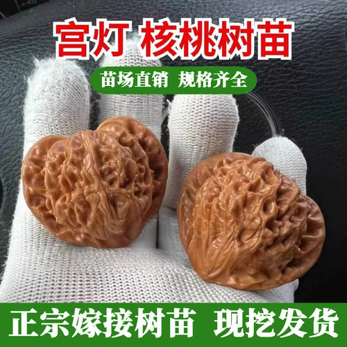 宫灯文玩核桃树苗京八棱