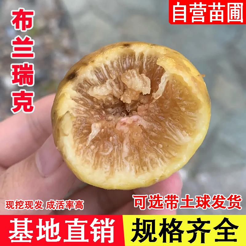 布兰瑞克无花果树苗特大糖心无花果苗耐寒南方北方当年结果果树苗