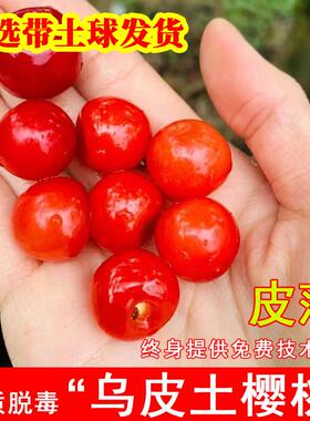 乌皮土樱桃树苗老品种中华土樱桃苗耐寒南方北方庭院种植当年结果