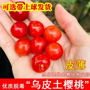 乌皮土樱桃树苗老品种中华土樱桃苗耐寒南方北方庭院种植当年结果