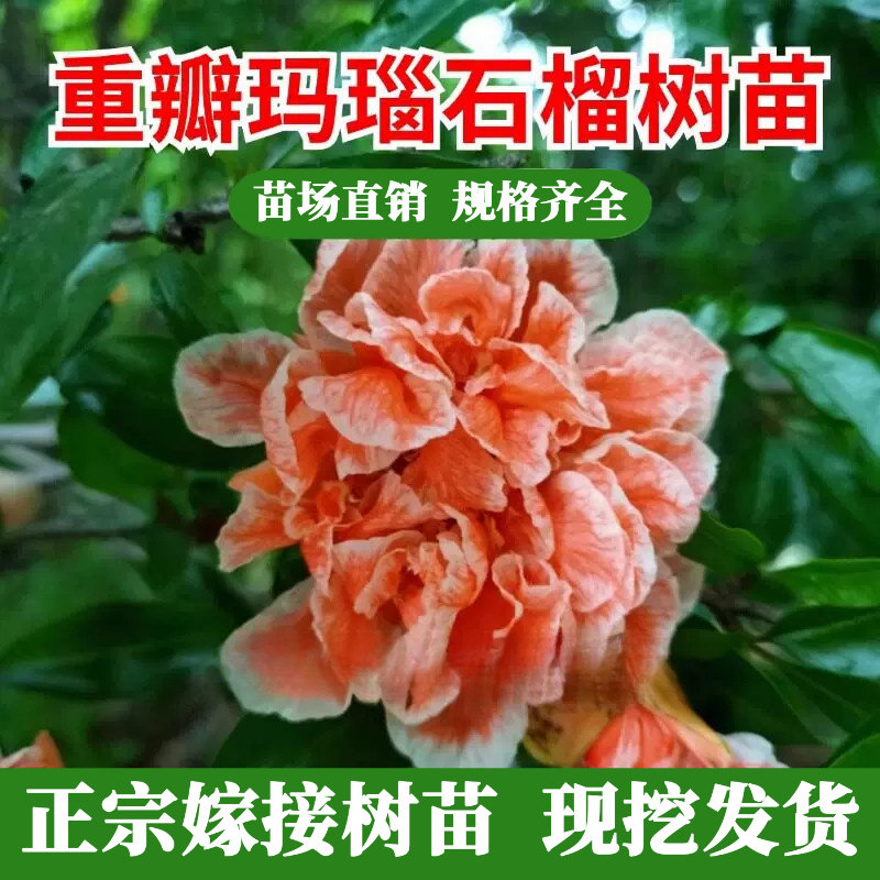 观赏玛瑙花石榴树苗特大图片