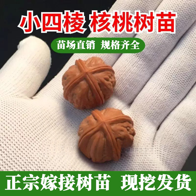 麻核桃苗树小四棱核桃树苗嫁接特大文玩猴头核桃盆栽地栽今年挂果