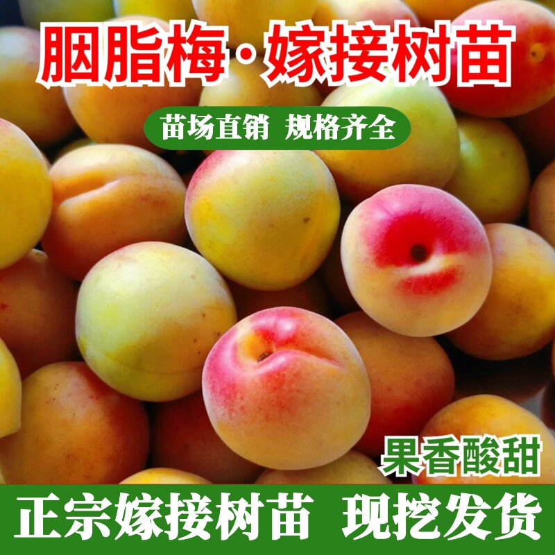 嫁接胭脂梅树苗耐寒酸甜图片