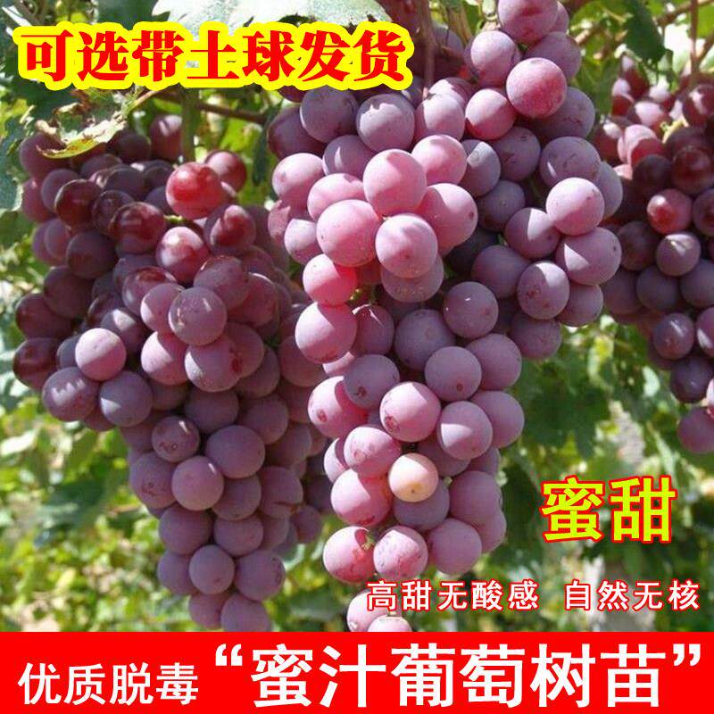 嫁接蜜汁葡萄树苖早熟无核雨水红葡萄苗南北方种植当年结果果树苗