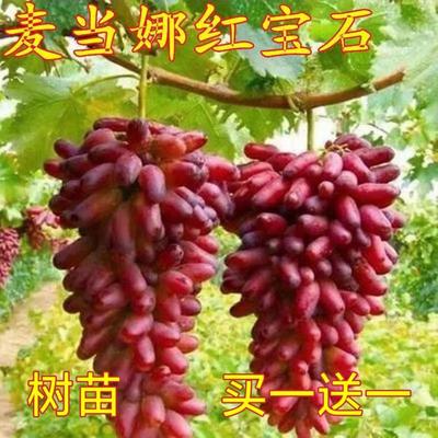 正宗嫁接麦当娜红宝石葡萄树苗无籽葡萄苗当年结果盆栽地栽耐寒