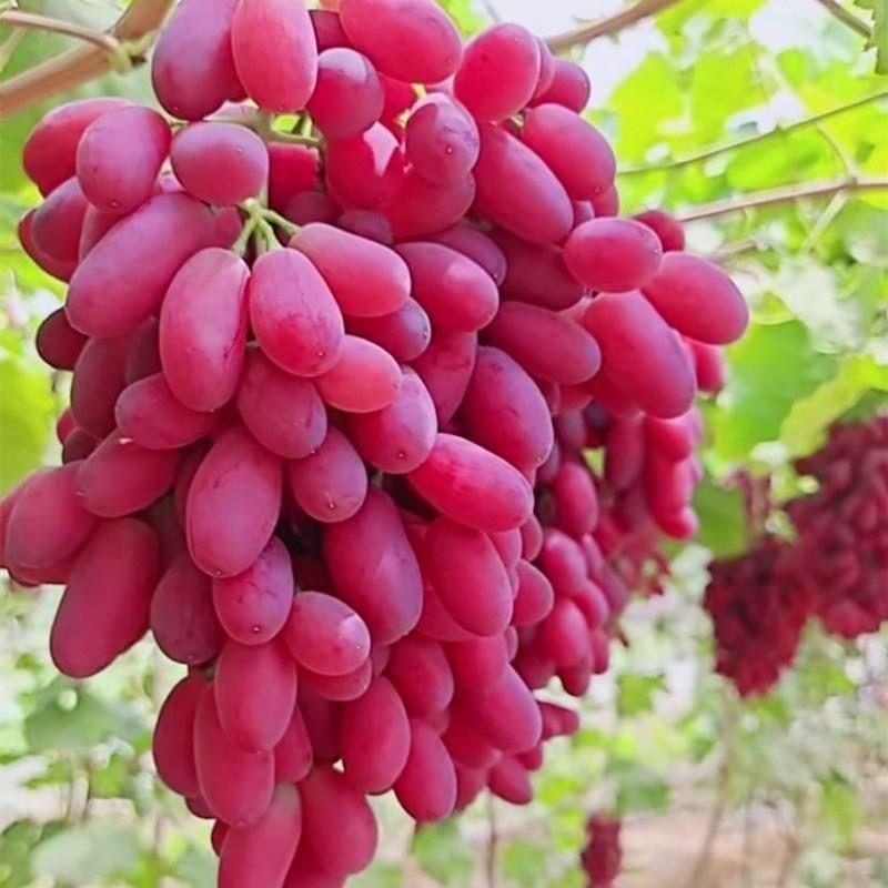 葡萄树苗无籽红提子树苗庭院南方北方种植盆栽地栽当年结果果树苖