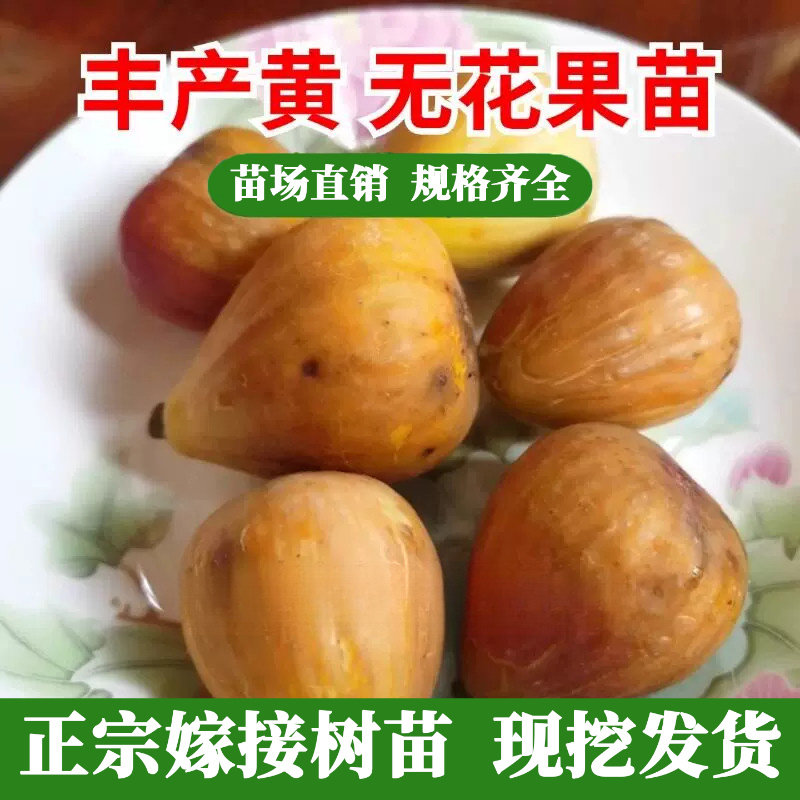 丰产黄无花果树苗特大室图片