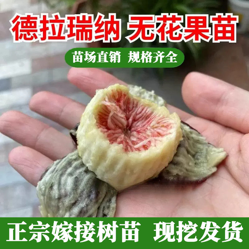 德拉瑞纳无花果树苗红心图片