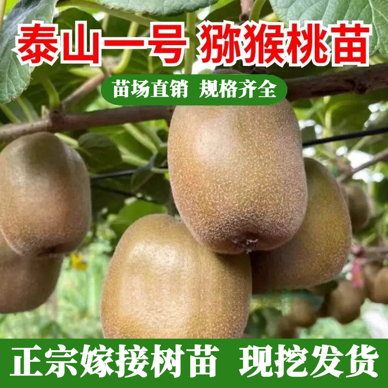 嫁接猕猴桃树果苗抗冻绿图片
