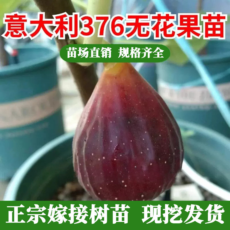 意大利376无花果树苗抗寒图片