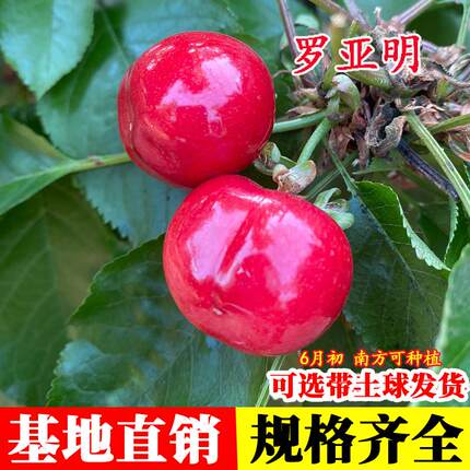 皇家米妮罗亚明甜樱桃苗南方早熟大车里子果树苗云南四川贵州种植