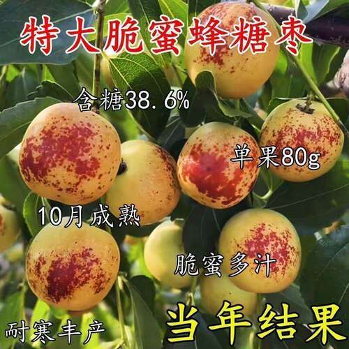 嫁接枣树苗特大蜂糖冬超
