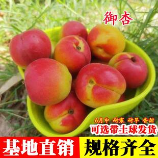 礼泉御杏树苗嫁接特大甜杏南北方种植耐寒盆栽地栽甜蜜杏珍贵品种