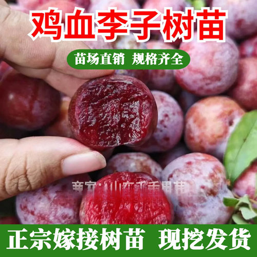 超甜胭脂血李子树苗嫁接
