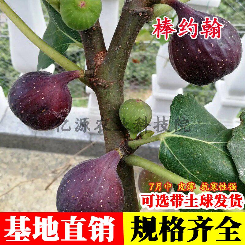 耐寒砂糖无花果苗室内盆栽庭院地栽棒约翰无花果树苗果树苗木种植