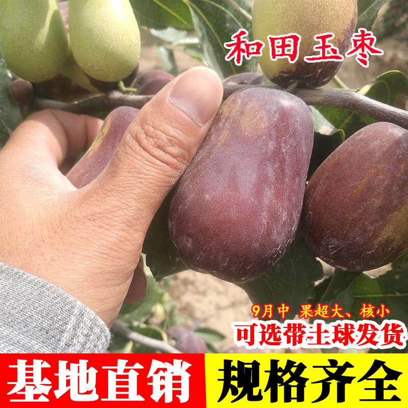 枣树活苗嫁接和田玉枣树苗特大新疆大红枣苗树庭院盆栽地栽果树苗