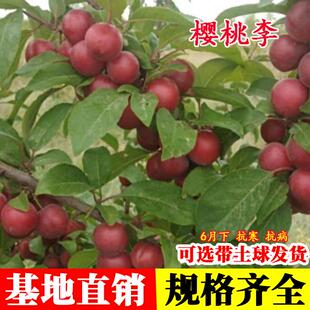 新品种李树果苗嫁接智利樱桃李树苗脆甜珠宝李盆栽庭院地栽李子苗