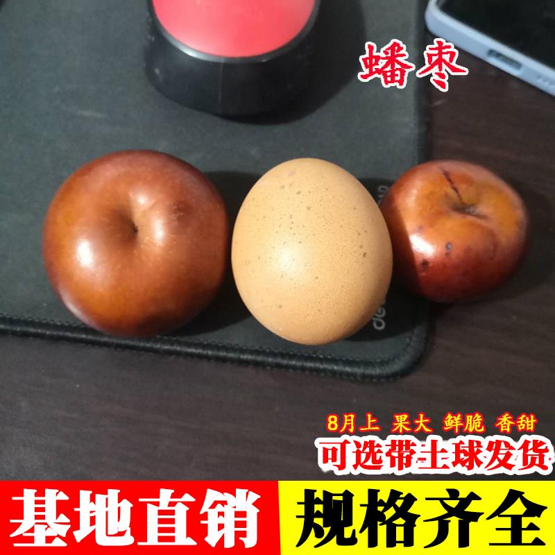 枣树活苗嫁接蟠特大油蟠图片