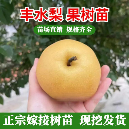 梨树果苗嫁接丰水晚熟秋