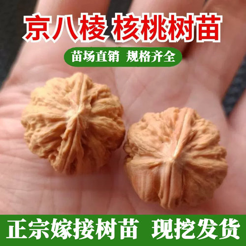 嫁接文玩核桃树苗小秋子