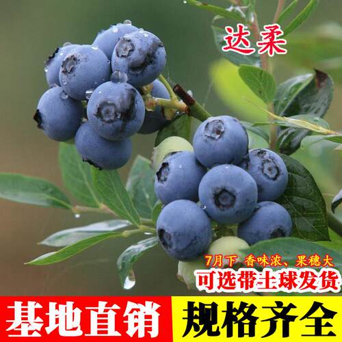 蓝莓树果苗北高丛达柔耐