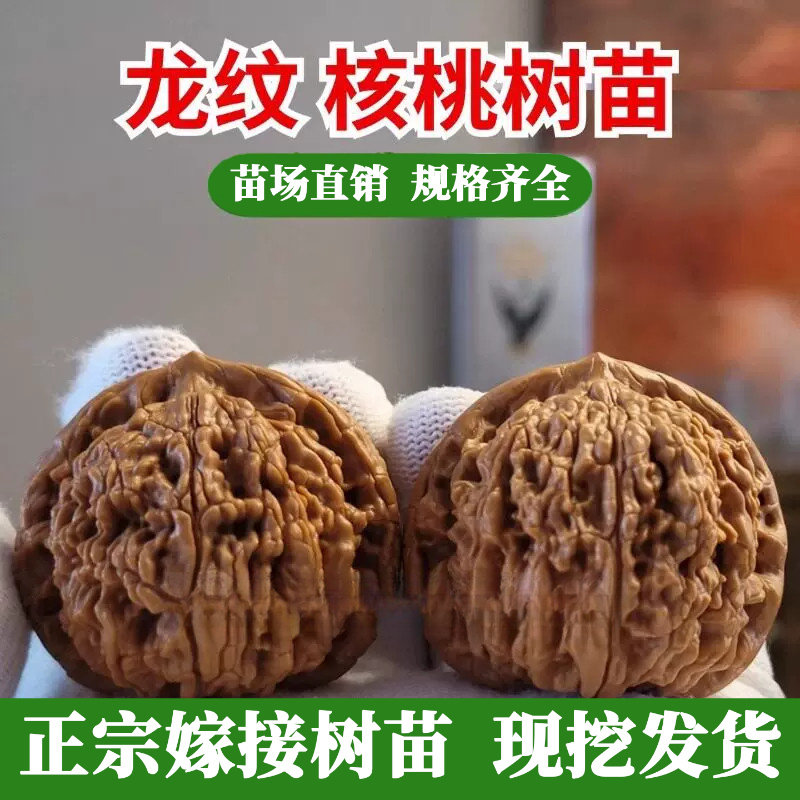 嫁接文玩核桃树苗把玩龙纹大狮子头麻核桃苗盆栽庭院地栽今年挂果
