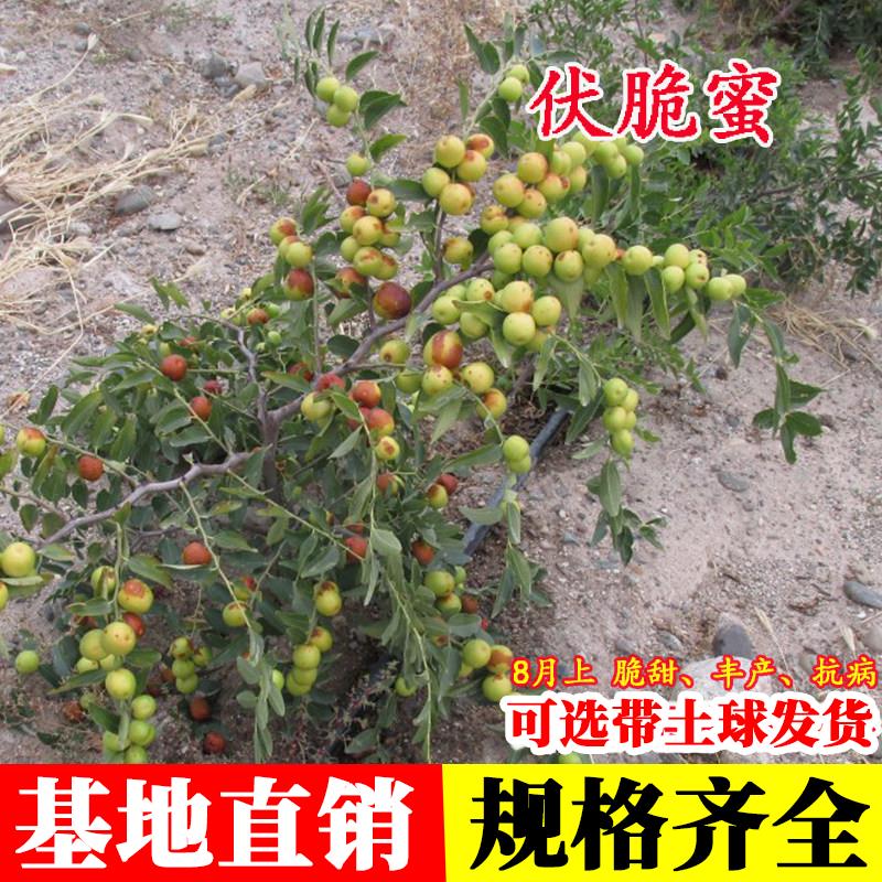 嫁接早熟伏脆蜜枣树苗活苗88红枣苗南方北方种植枣子苗树当年结果