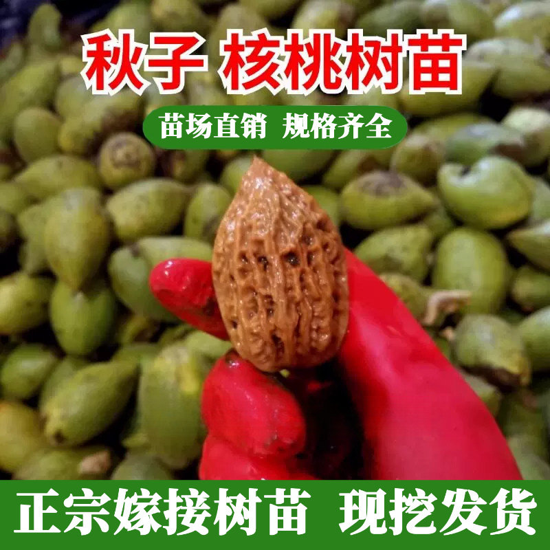 柳叶秋子核桃树苗嫁接文玩核桃苗异形麻核桃盆栽地栽今年挂果树苗