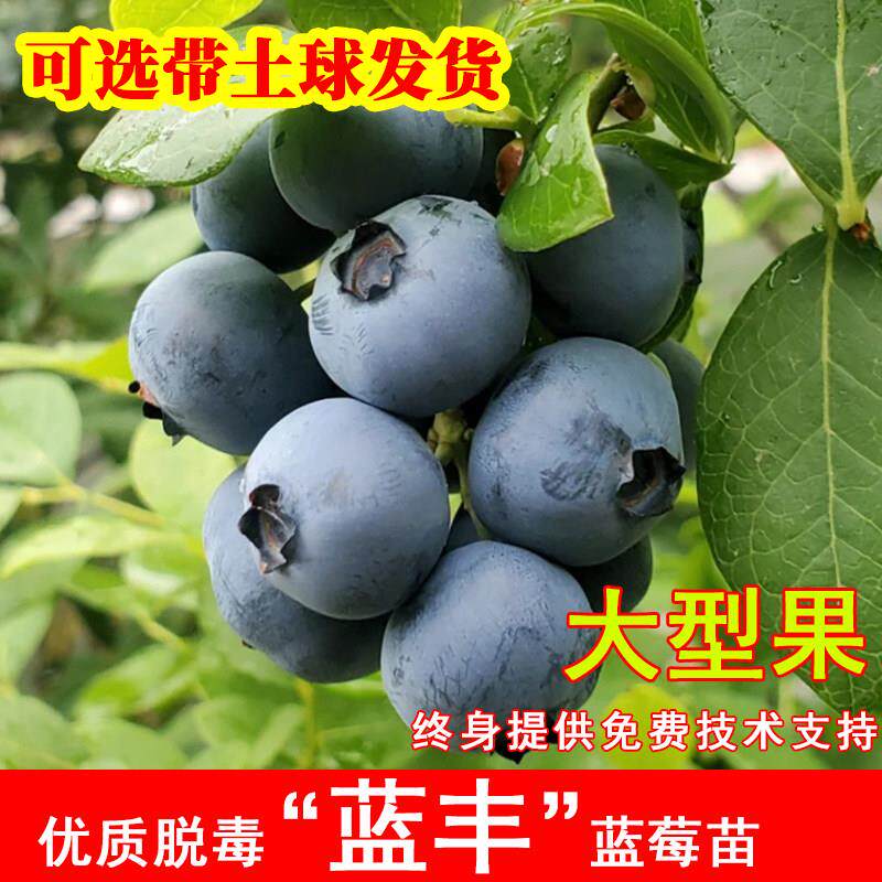蓝丰北高从蓝莓树果苗耐寒蓝莓苗盆栽地栽南北方种植果树当年结果
