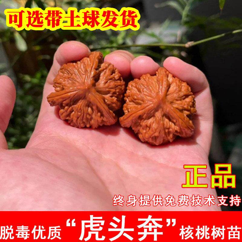 虎头奔三棱文玩核桃树苗正奔大奔盘龙麻核桃苗北南方庭院种植树苗