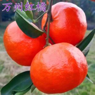 新品种万州红橘树苗正宗嫁接红橘苗南北方种植当年结果盆栽地栽