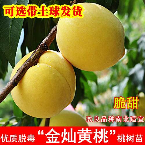 嫁接金灿黄桃树苗早熟6月