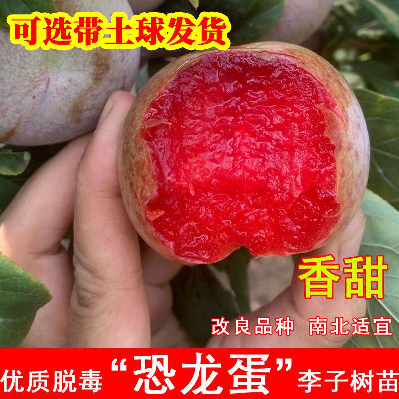 恐龙蛋李子树苗嫁接红肉杏李苗盆栽地栽庭院南北方当年结果果树苗