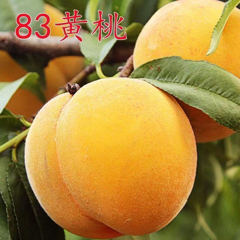 新品种83黄桃树苗正宗嫁接黄桃苗南北方种植耐寒当年结果盆栽地栽
