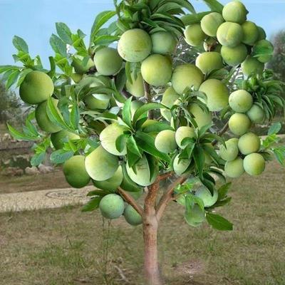 蜂糖李子树苗三华李子树苗果大脆甜南北方种植抗严寒高温盆栽地栽