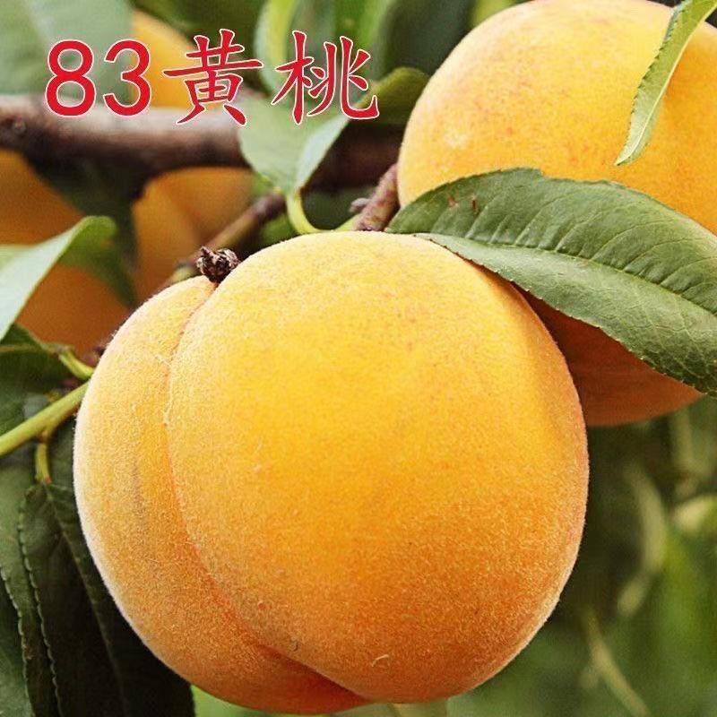 新品种83黄桃树苗嫁接桃树苖黄桃南方北方种植果苗当年结果包成活