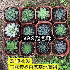 9.9包邮水晶玉露套餐多肉植物冰灯黑肌冰川白斑蝉翼赤线带盆带土