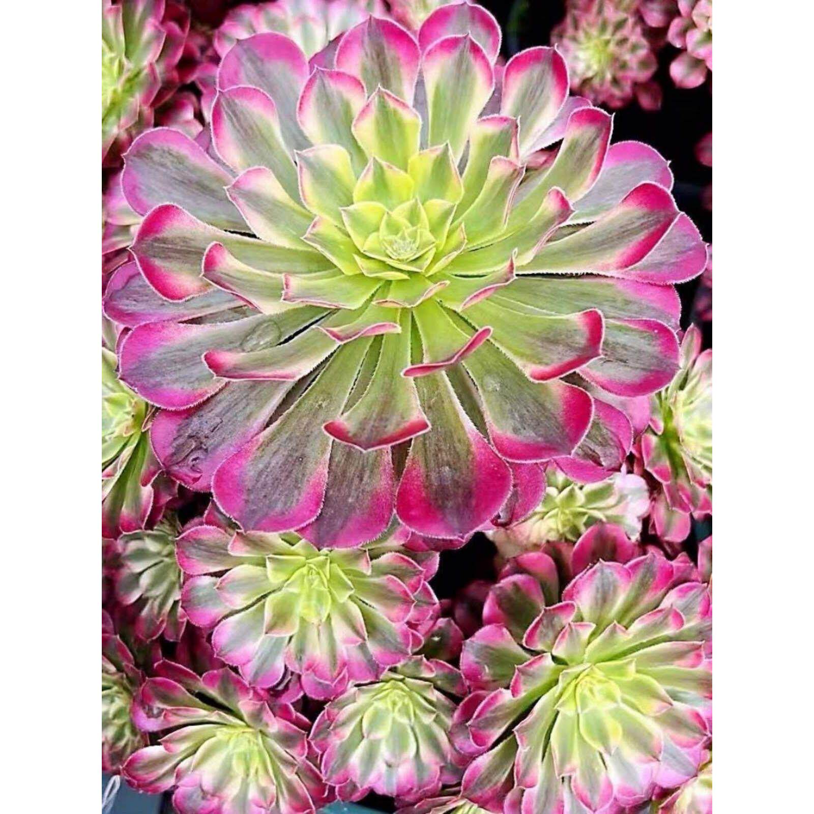 红铜壶超白锦法师 多肉植物组合三仙多肉植物绿植花卉盆栽