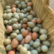 正宗农家散养土鸡蛋绿壳乌鸡虫草蛋新鲜农村山林五谷杂粮喂养现捡