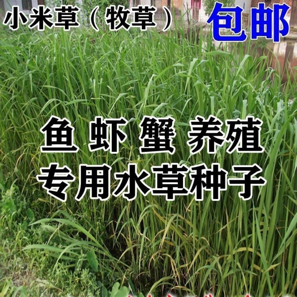 养鱼龙虾螃蟹小米草种子水草鱼虾蟹牧草籽雀叶稗湖南稷子抗淹耐旱