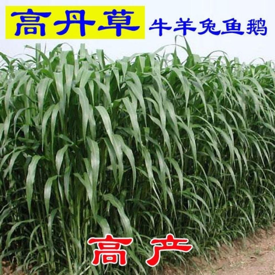 牧草种子南北方型大力士甜高粱饲用甜高粱牛羊鱼草籽进口种子